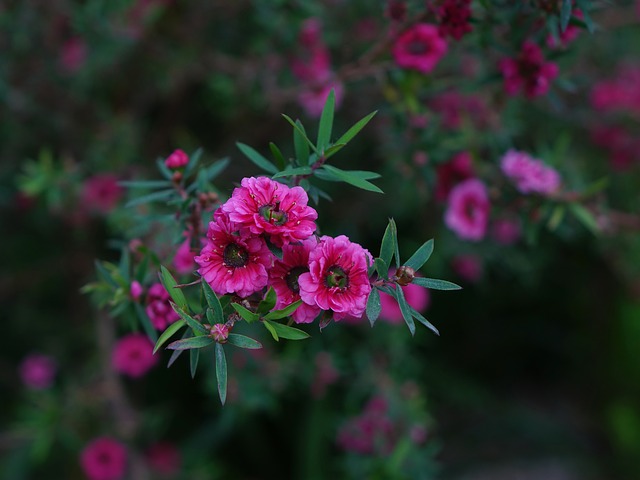 rostlina manuka